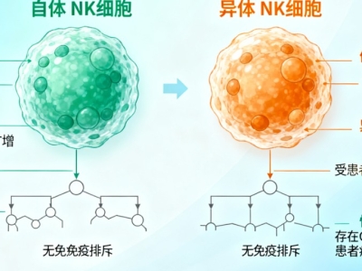 NK細(xì)胞：自體與異體的 “免疫戰(zhàn)士”，究竟有何不同？