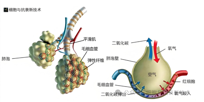 氣體交換