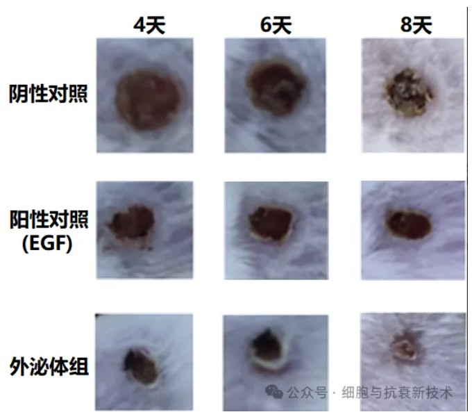 修復(fù)損傷