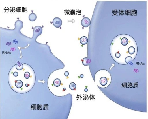 外泌體
